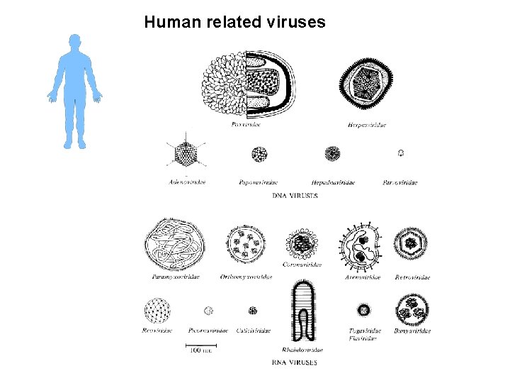 Human related viruses 