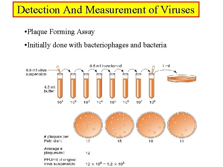 Detection And Measurement of Viruses • Plaque Forming Assay • Initially done with bacteriophages