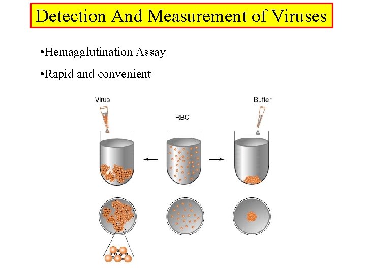 Detection And Measurement of Viruses • Hemagglutination Assay • Rapid and convenient 