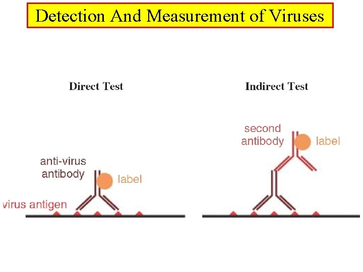 Detection And Measurement of Viruses 