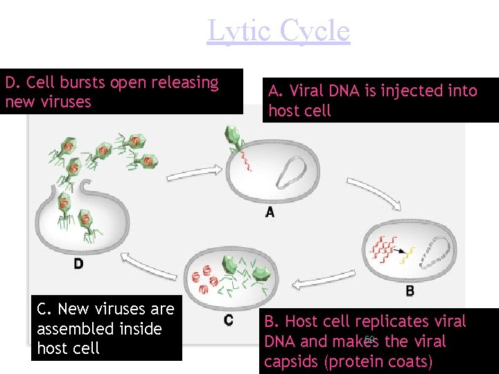 Lytic Cycle D. Cell bursts open releasing new viruses C. New viruses are assembled
