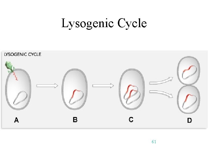 Lysogenic Cycle 61 