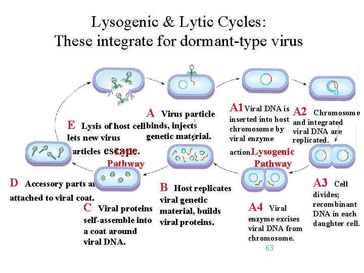 Lysogenic & Lytic Cycles: These integrate for dormant-type virus A Virus particle E Lysis