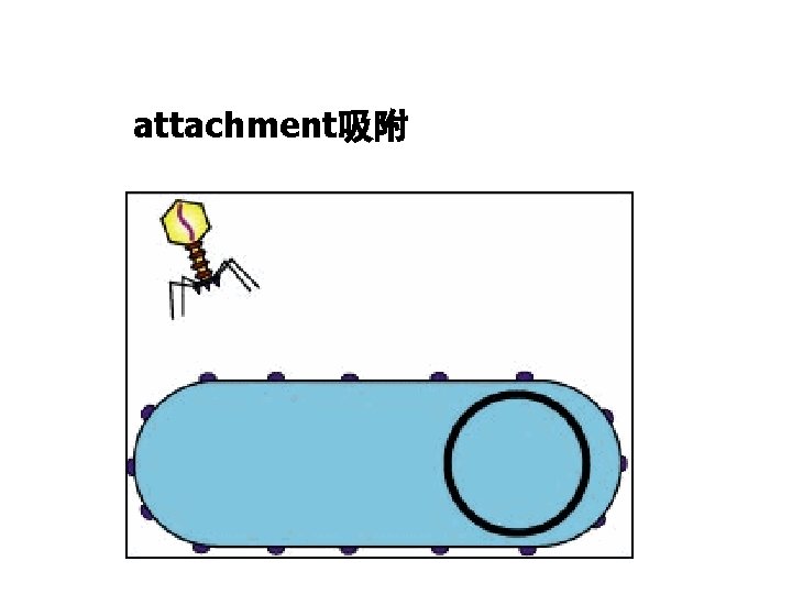 attachment吸附 