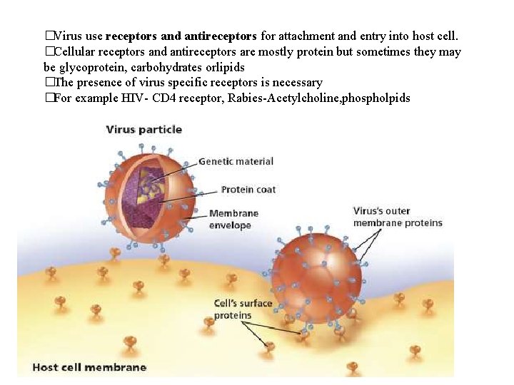 �Virus use receptors and antireceptors for attachment and entry into host cell. �Cellular receptors