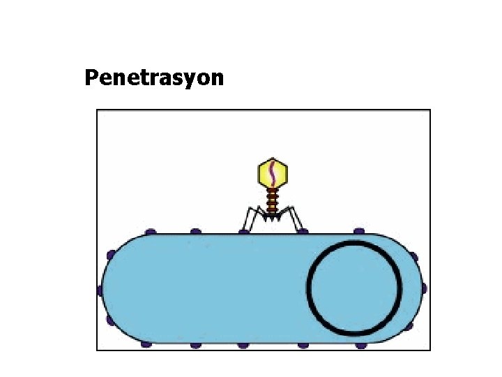 Penetrasyon 