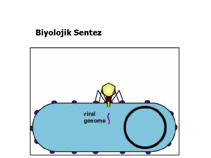 Biyolojik Sentez 