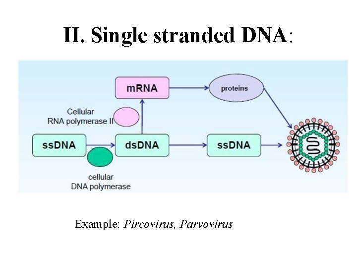 II. Single stranded DNA: Example: Pircovirus, Parvovirus 