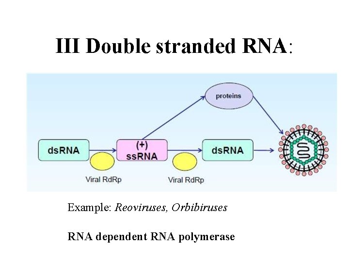 III Double stranded RNA: Example: Reoviruses, Orbibiruses RNA dependent RNA polymerase 