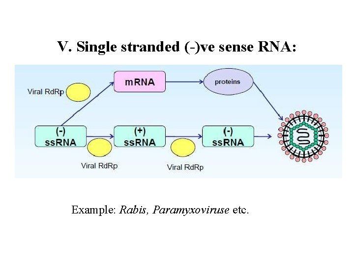 V. Single stranded (-)ve sense RNA: Example: Rabis, Paramyxoviruse etc. 
