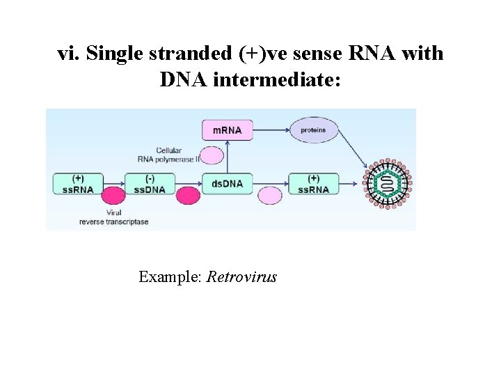 vi. Single stranded (+)ve sense RNA with DNA intermediate: Example: Retrovirus 