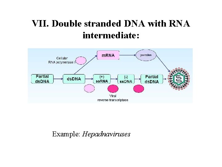 VII. Double stranded DNA with RNA intermediate: Example: Hepadnaviruses 