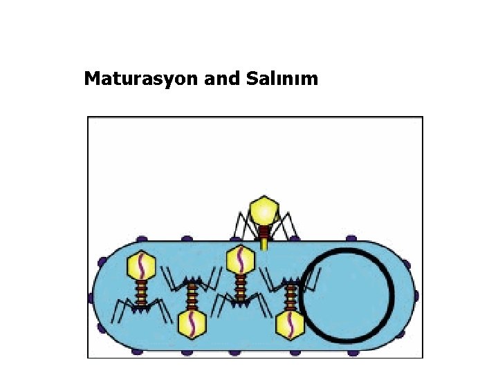Maturasyon and Salınım 
