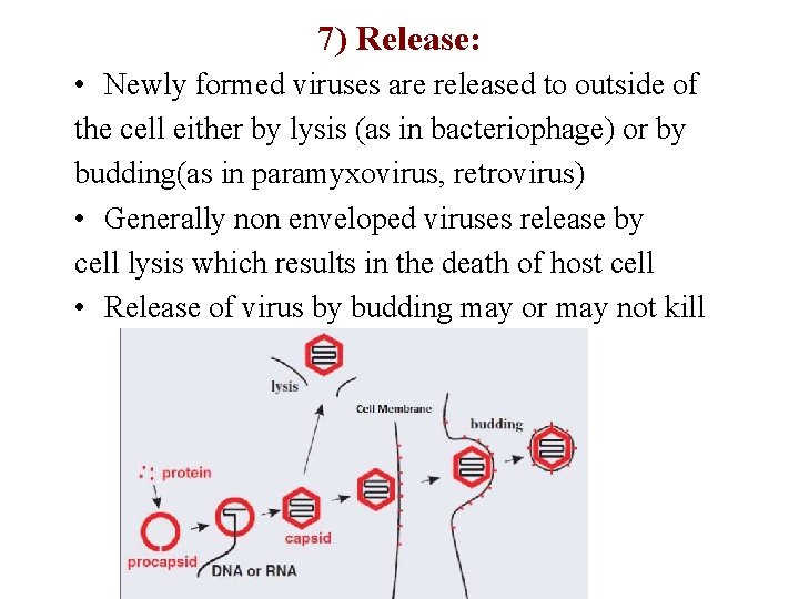 7) Release: • Newly formed viruses are released to outside of the cell either