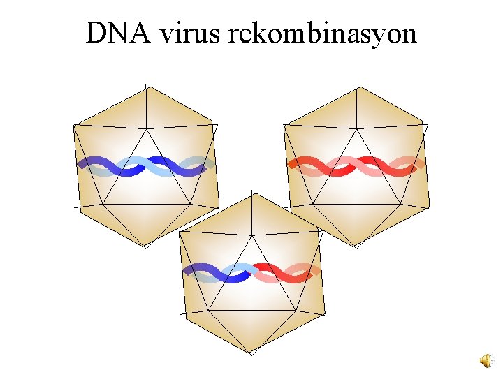 DNA virus rekombinasyon 