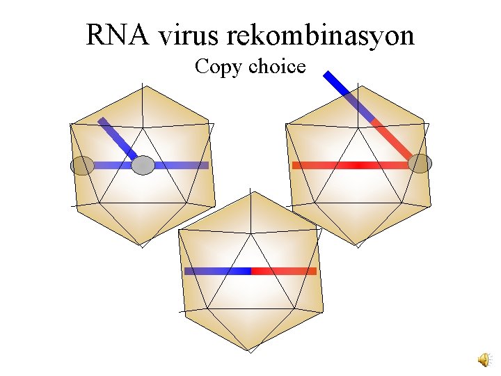 RNA virus rekombinasyon Copy choice 