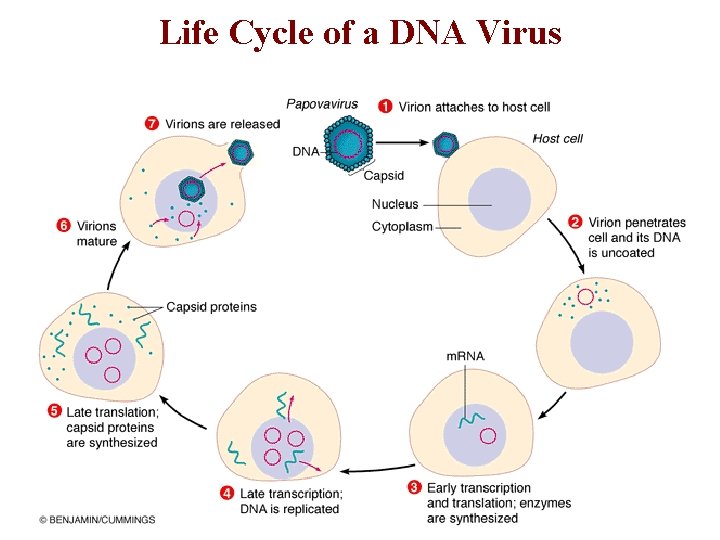 Life Cycle of a DNA Virus 