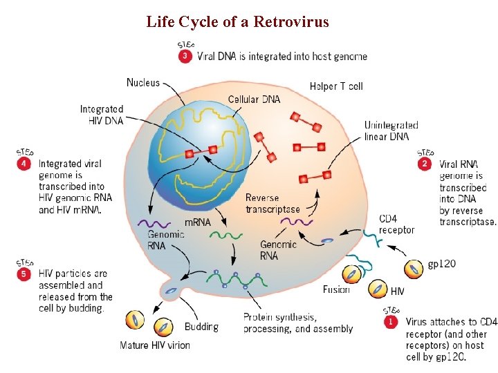 Life Cycle of a Retrovirus 