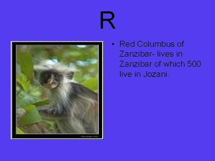 R • Red Columbus of Zanzibar- lives in Zanzibar of which 500 live in