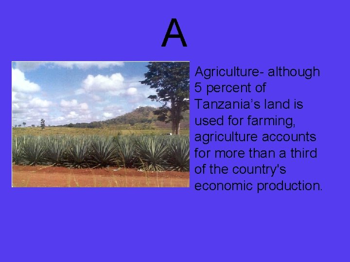 A • • Agriculture- although 5 percent of Tanzania’s land is used for farming,