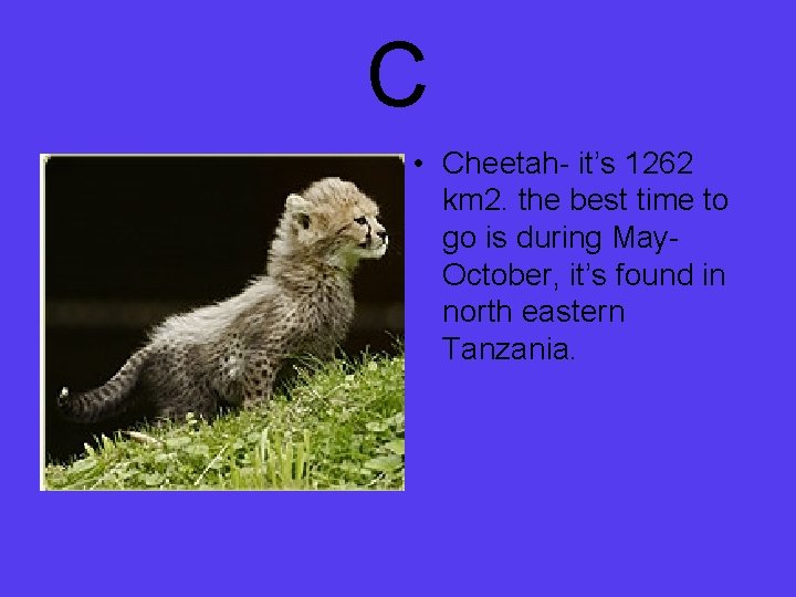 C • • Cheetah- it’s 1262 km 2. the best time to go is