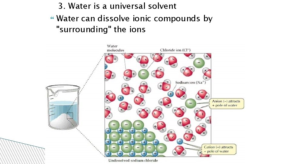  3. Water is a universal solvent Water can dissolve ionic compounds by "surrounding"
