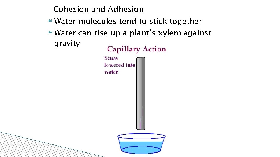 Cohesion and Adhesion Water molecules tend to stick together Water can rise up a
