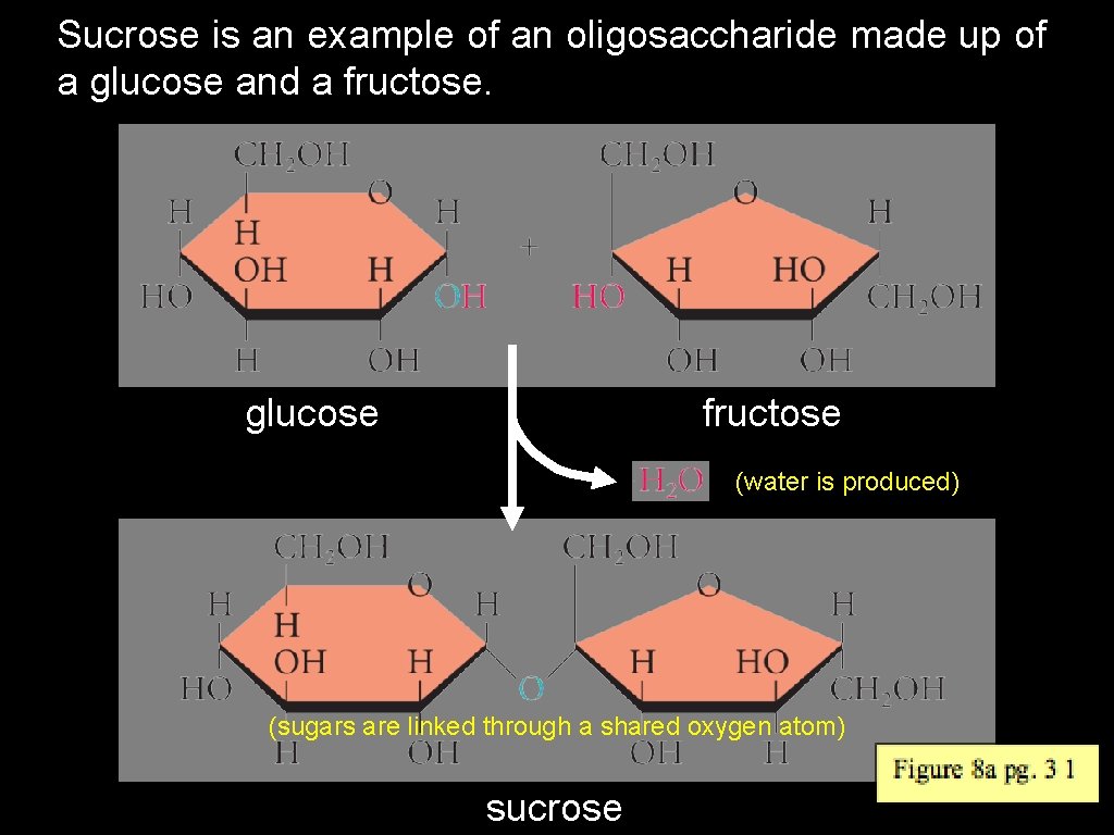 Sucrose is an example of an oligosaccharide made up of a glucose and a