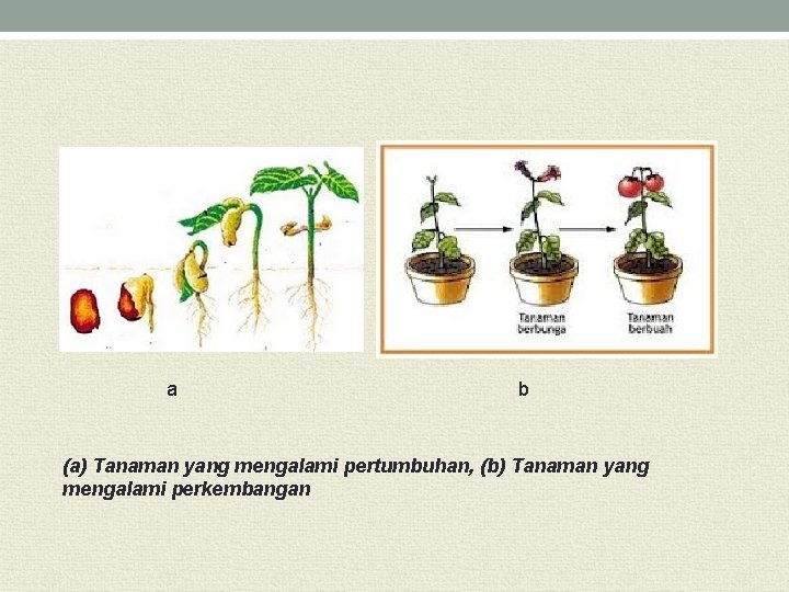 a b (a) Tanaman yang mengalami pertumbuhan, (b) Tanaman yang mengalami perkembangan 