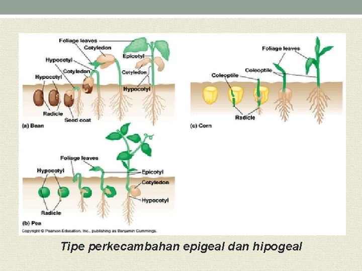 Tipe perkecambahan epigeal dan hipogeal 