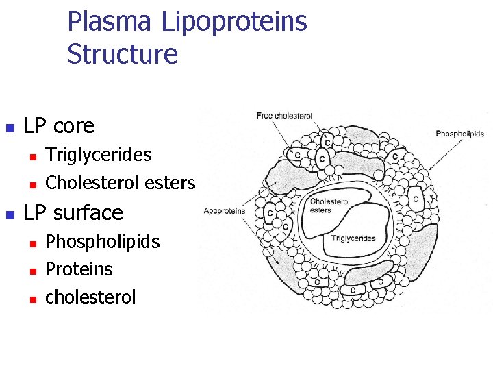 Plasma Lipoproteins Structure n LP core n n n Triglycerides Cholesterol esters LP surface