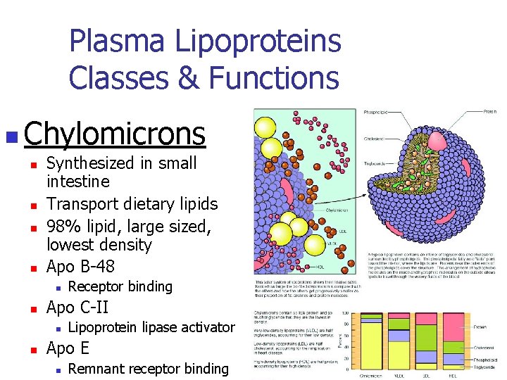 Plasma Lipoproteins Classes & Functions n Chylomicrons n n Synthesized in small intestine Transport