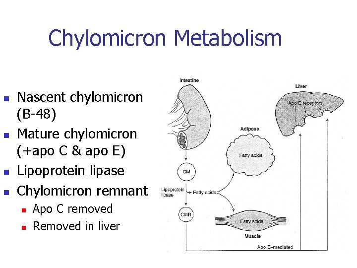 Chylomicron Metabolism n n Nascent chylomicron (B-48) Mature chylomicron (+apo C & apo E)