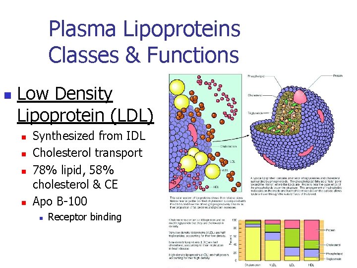 Plasma Lipoproteins Classes & Functions n Low Density Lipoprotein (LDL) n n Synthesized from