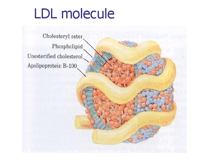 LDL molecule 