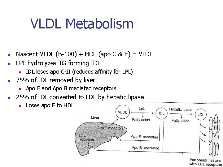 VLDL Metabolism n n Nascent VLDL (B-100) + HDL (apo C & E) =