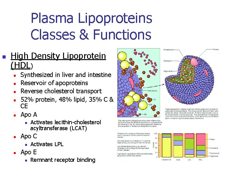 Plasma Lipoproteins Classes & Functions n High Density Lipoprotein (HDL) n n n Synthesized
