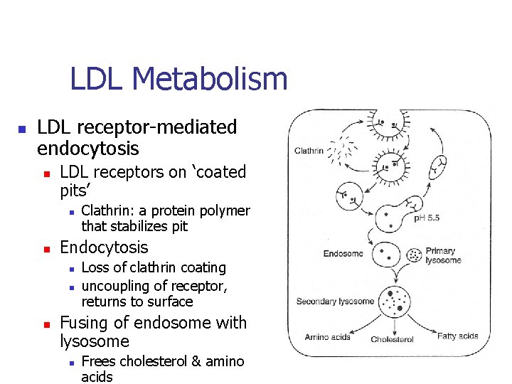 LDL Metabolism n LDL receptor-mediated endocytosis n LDL receptors on ‘coated pits’ n n