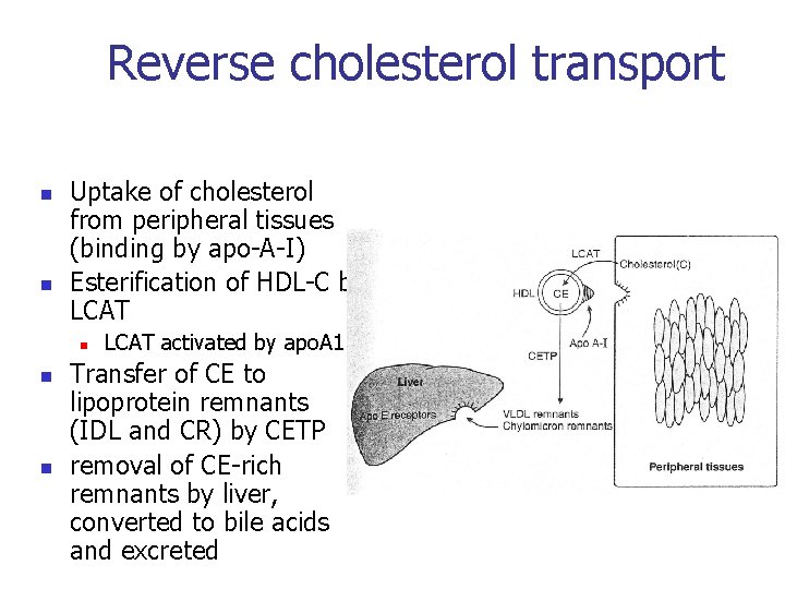 Reverse cholesterol transport n n Uptake of cholesterol from peripheral tissues (binding by apo-A-I)