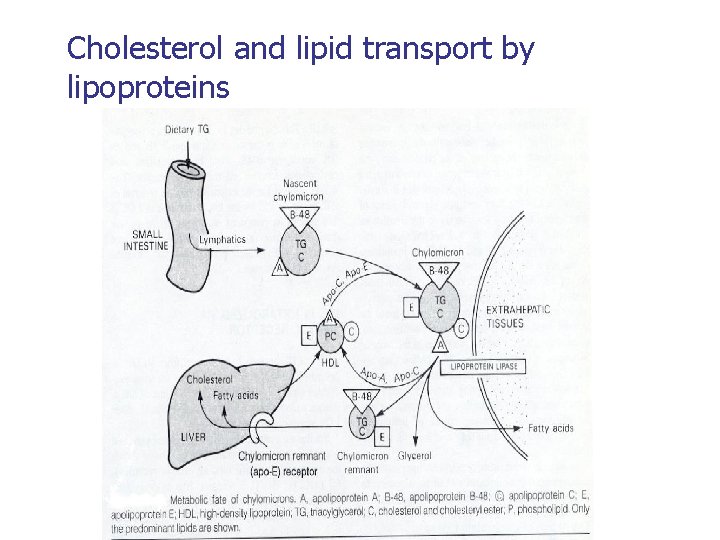 Cholesterol and lipid transport by lipoproteins 