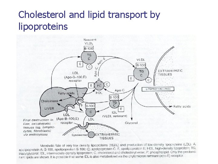 Cholesterol and lipid transport by lipoproteins 