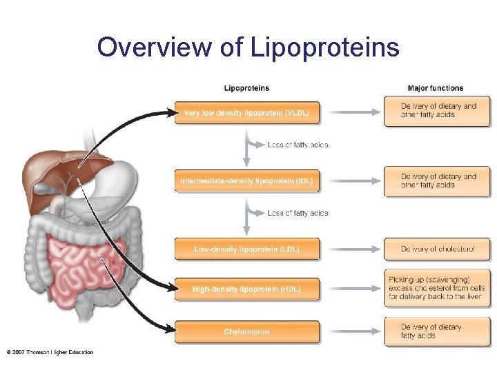 Overview of Lipoproteins 