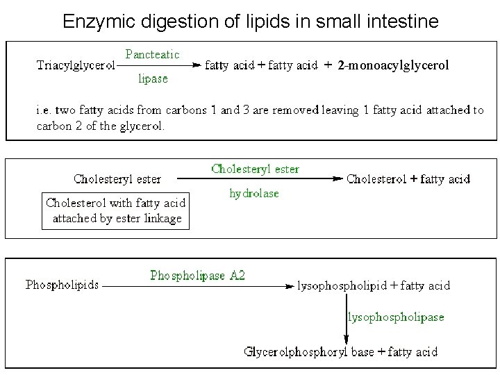 Enzymic digestion of lipids in small intestine 2 -monoacylglycerol 