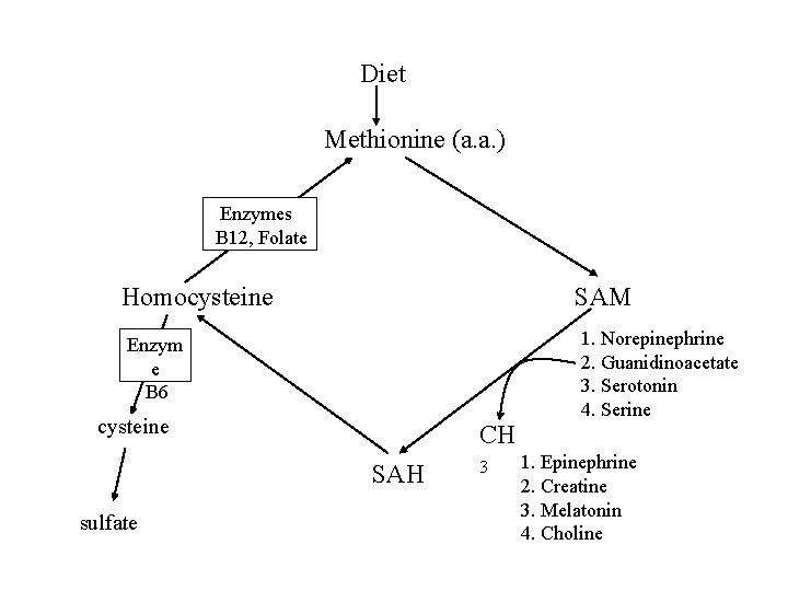 Diet Methionine (a. a. ) Enzymes B 12, Folate Homocysteine SAM Enzym e B