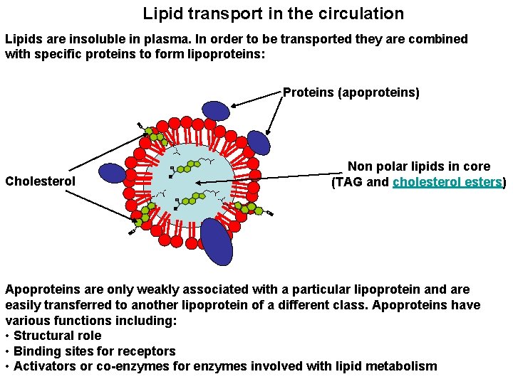 Lipid transport in the circulation Lipids are insoluble in plasma. In order to be