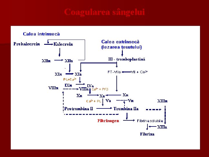 Coagularea sângelui n n 