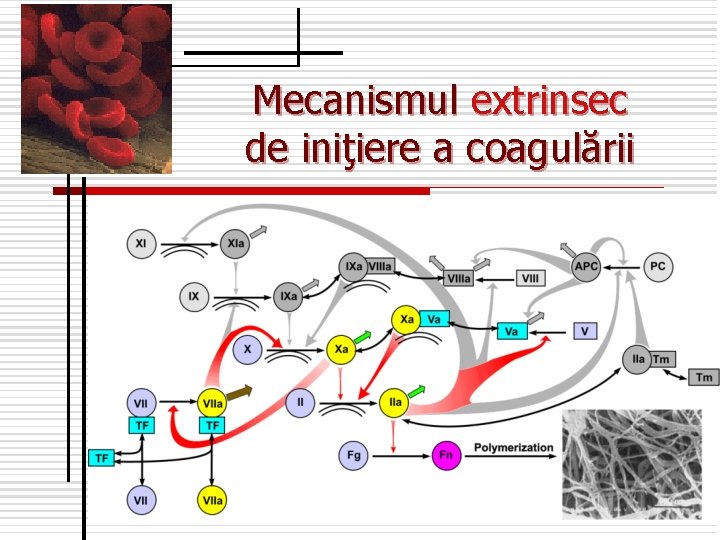 Mecanismul extrinsec de iniţiere a coagulării 