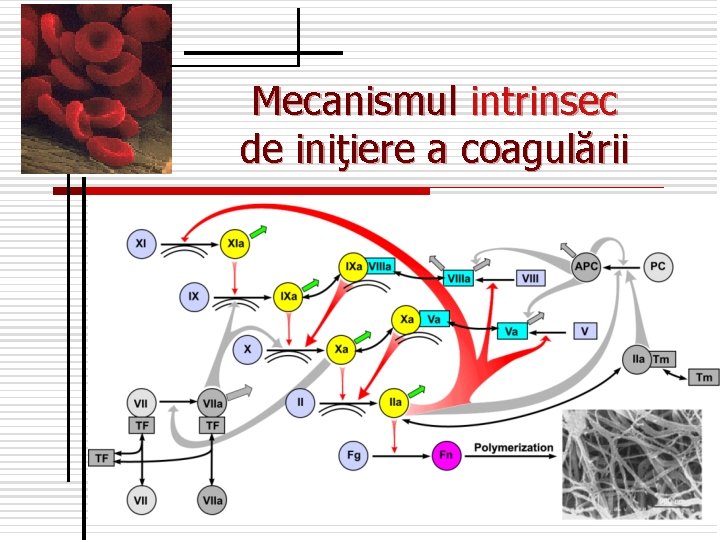 Mecanismul intrinsec de iniţiere a coagulării 