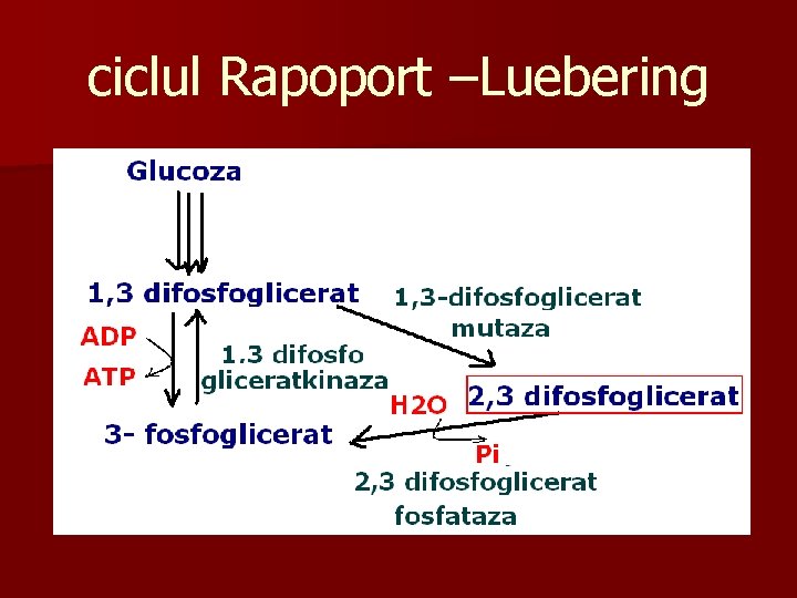 ciclul Rapoport –Luebering 