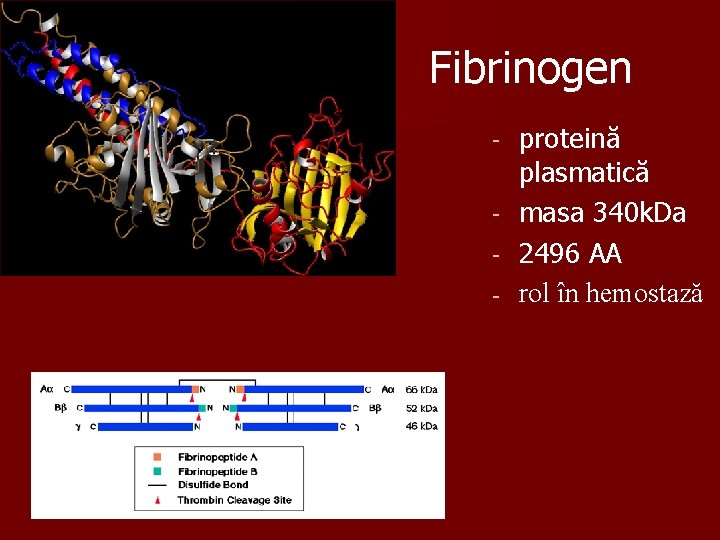 Fibrinogen proteină plasmatică - masa 340 k. Da - 2496 AA - rol în